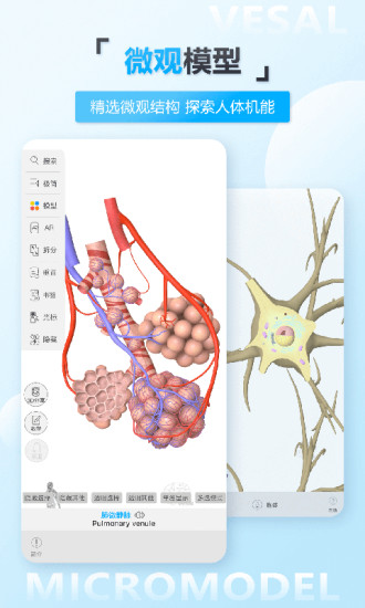 维萨里3d解剖学破解版