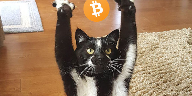 Glassnode:比特币投降或已结束!机构调查:54%投资者未卖币 Glassnode:比特币投降或已结束!机构调查:54%投资者未卖币