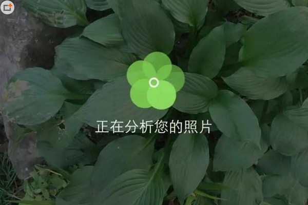 拍照识别植物